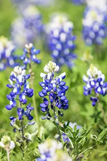 Wilson: Johnson City, Texas, USA. Bluebonnet wildflowers