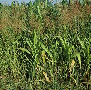 Johnson: Johnson grass