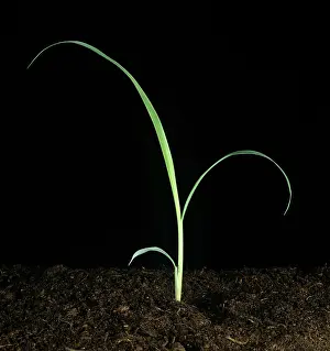 Johnson: Johnson grass