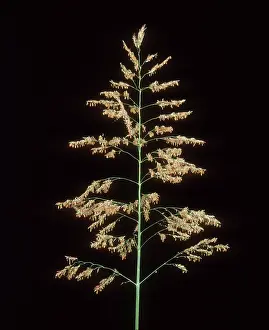 Panicle: Johnson grass (Sorghum halepense)