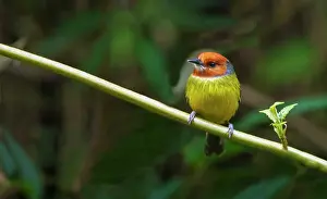 Searching: Johnson's tody- flycatcher searching for a meal