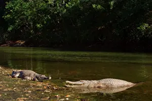 Johnstoni: Johnston Crocodile - big Freshwater Crocodiles