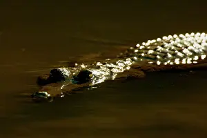 Johnstoni: Johnston Crocodile - portrait of a big Freshwater