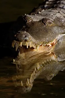 Johnstoni: Johnston Crocodile - front portrait of a big Freshwater