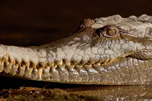 Johnstoni: Johnston Crocodile - side view portrait of a big