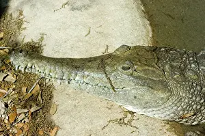Johnstoni: Johnston's Crocodile