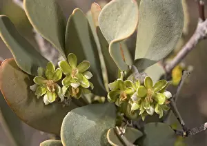 Jojoba: Jojoba