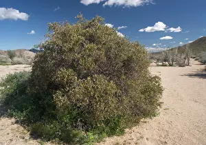 Jojoba: Jojoba
