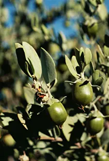 Jojoba: Jojoba