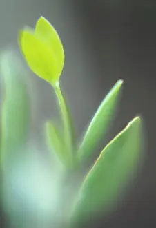 Jojoba: Jojoba
