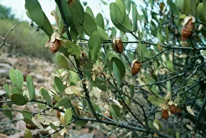 Pat Morris: JOJOBA BEANS ON BUSH