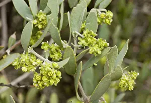 Jojoba: Jojoba - bush with male flowers