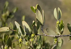 Jojoba: Jojoba - female flowers developing fruit