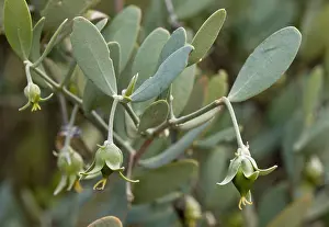 Jojoba: Jojoba - female flowers developing fruit