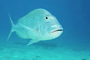 Antilles: Jolthead Porgy (Calamus bajonado), Bonaire