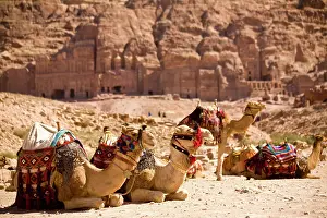 Bartruff: Jordan, Petra. Bedouin camel caravan rests