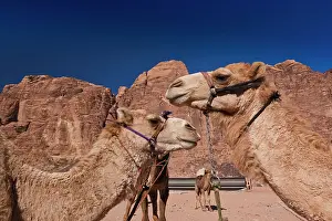 Camels: Jordan, Wadi Rum, Rum village, camels