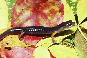 Plethodont: Jordan's Salamander