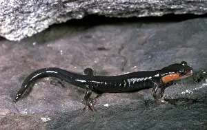 Appalachian: Jordan's Salamander