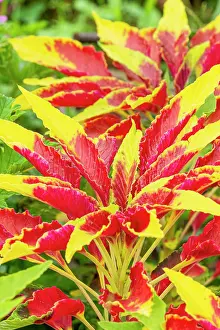 Coat: Joseph's Coat, Amaranthus tricolor Splendens Perfecta