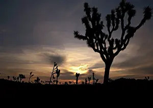 Yuccas: Joshua Tree