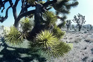 Yuccas: Joshua Tree