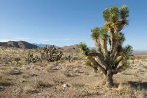 Brevifolia: Joshua tree