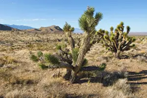 Brevifolia: Joshua tree