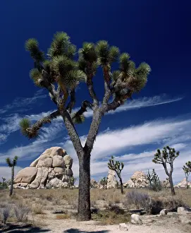 Parched: Joshua tree