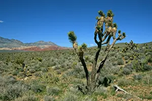 Yucca: Joshua tree