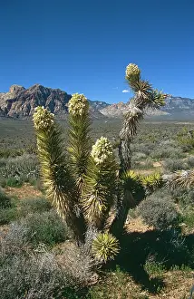 Yucca: Joshua tree