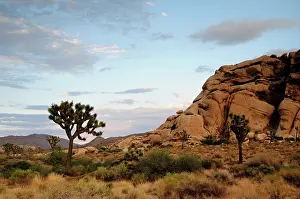 Yucca: Joshua tree