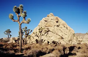 Yucca: Joshua tree