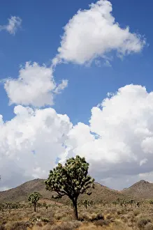 Yucca: Joshua tree