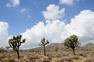 Yucca: Joshua tree