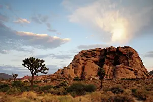 Yucca: Joshua tree