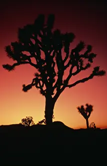 Joshua: Joshua tree
