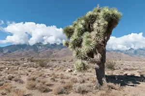 Joshua: Joshua tree