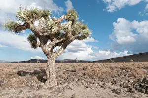 Joshua: Joshua tree