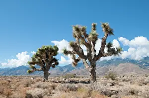 Joshua: Joshua tree