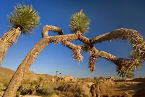 Gnarled: Joshua Tree - big and gnarled Joshua Tree and