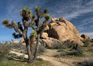 Yuccas: Joshua Tree - amongst Granite rocks