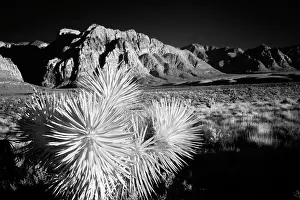 Mojave: Joshua tree, Mojave Desert, California