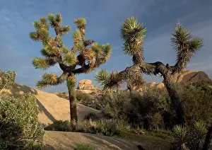 Yuccas: Joshua Tree - in the Mojave desert, amongst granite rocks