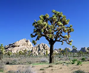 Brevifolia: Joshua Tree - National Monument