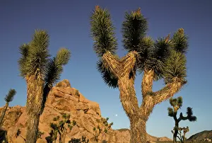 Mohave: Joshua Tree National Park, California