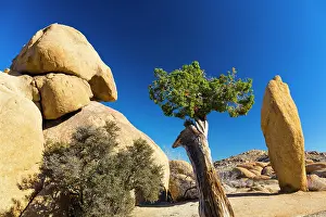 Joshua: Joshua Tree National Park, California, USA