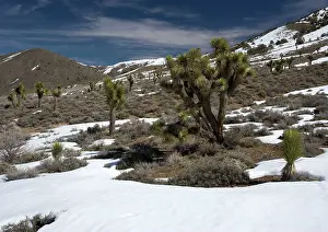 Juniper: Joshua Tree - in pinyon-juniper forest, inyo forest