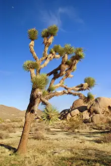 Brevifolia: Joshua Tree - and red boulders in early spring