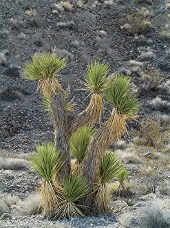 Yucca: Joshua Tree - young tree along the Racetrack Road